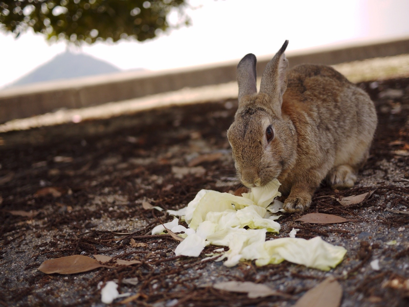 Illustration for article titled Bunny Island Is Cute, Furry, and Depressing